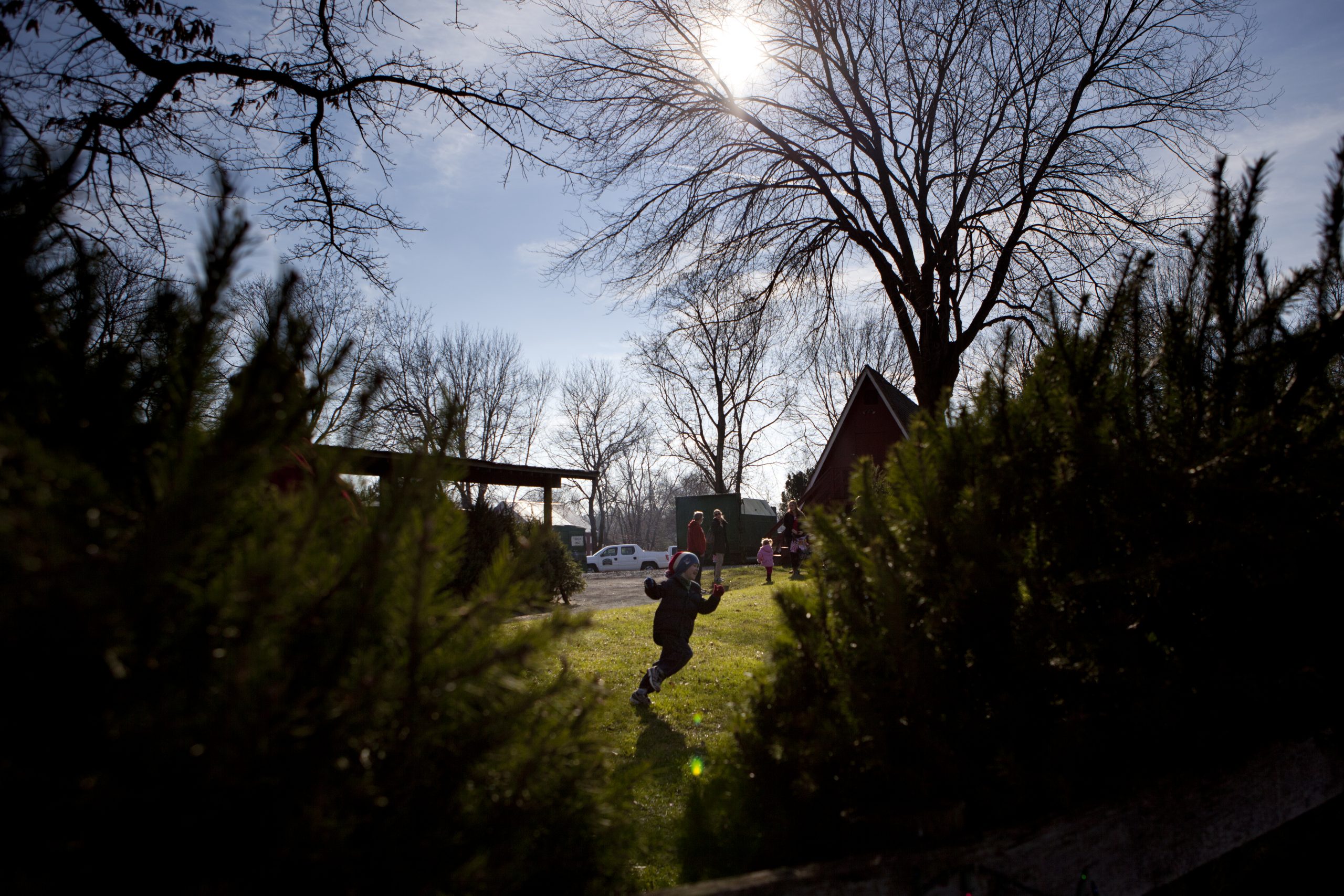 Organizations donate Christmas trees to service members Organizations donate Christmas trees to service members