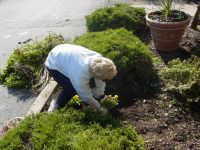 CITZ_Garden CITZ_Garden