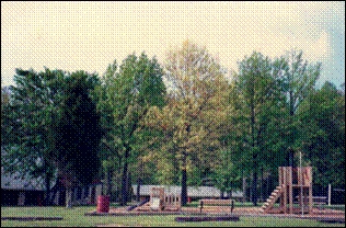 GRV_grove4