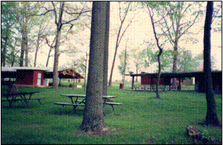 grove image from woods